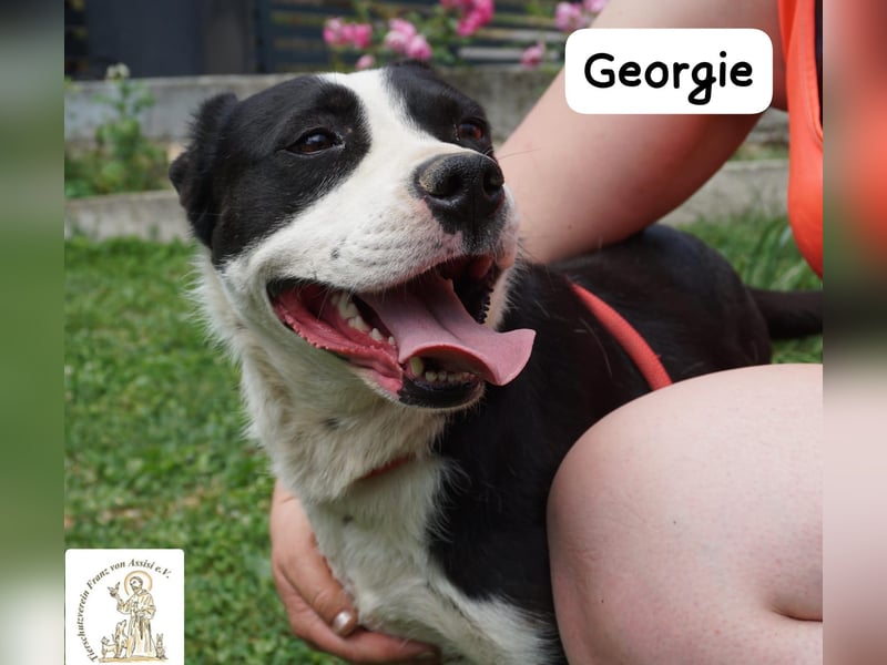 Georgie – Chaos im Herzen? Nein – nur pure Lebensfreude!