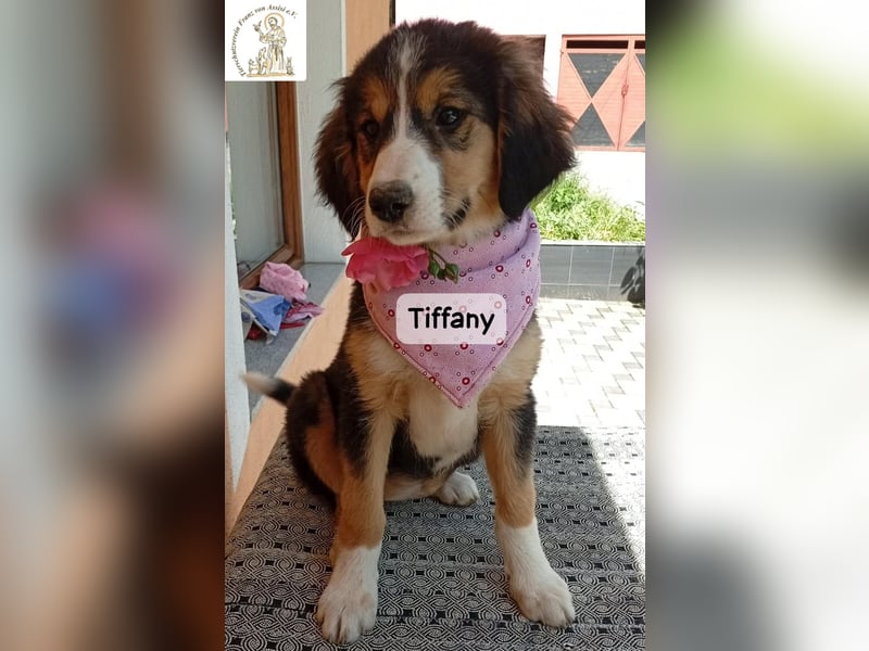Tiffany – Man ist nie zu klein, um für jemanden die ganze Welt zu sein!
