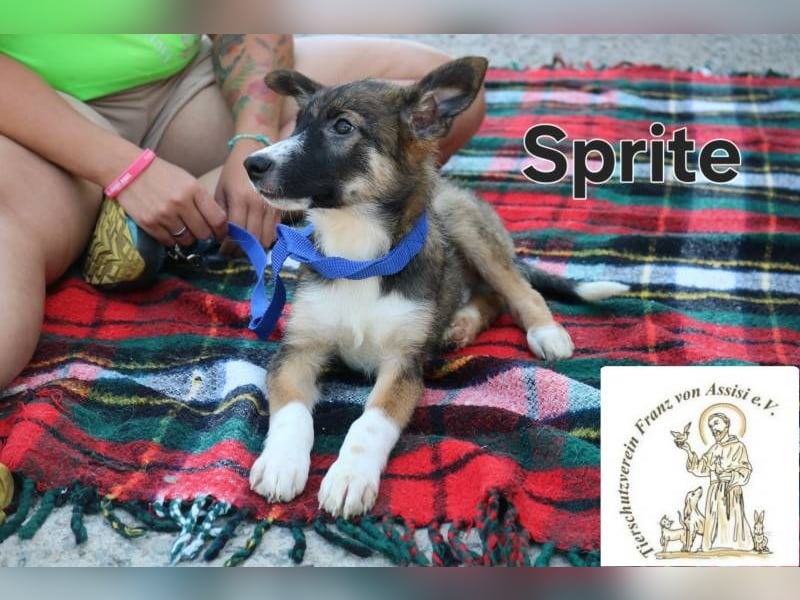 Sprite - spritzig, charmant und bereit für mehr!