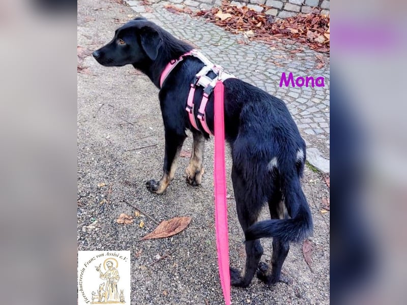 Mona –  das aufgeschlossene Hundemädchen