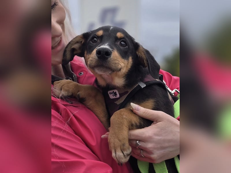 Dado ❤️megasüßes Hundebaby