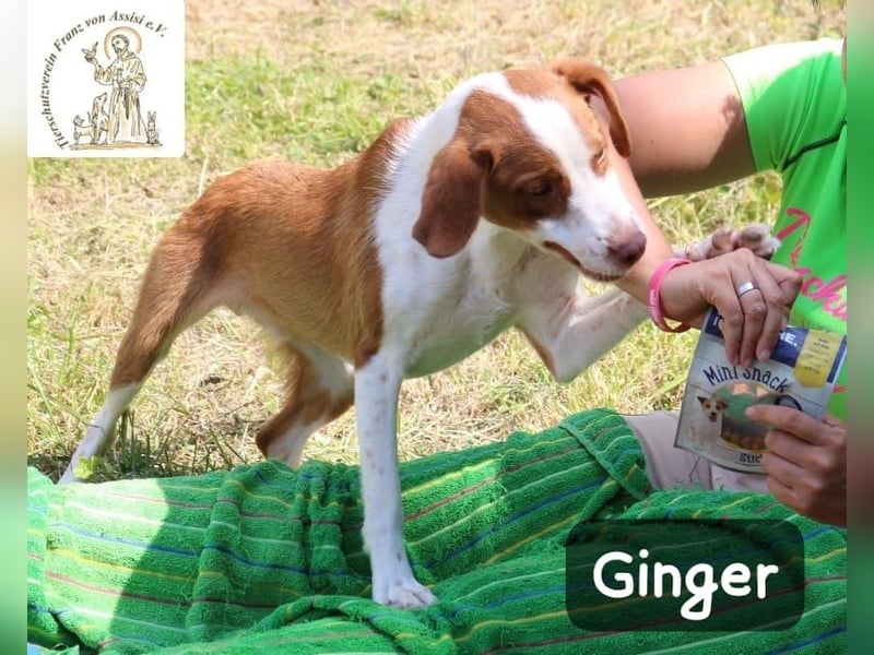 Ginger – bereit für alles, was das Leben zu bieten hat!