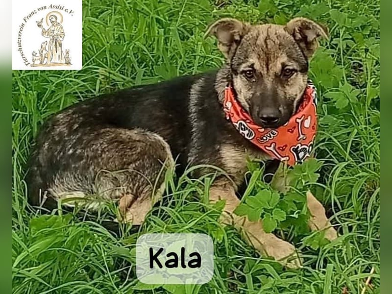 Kala – Das Leben klopft an. Wer macht die Tür auf!