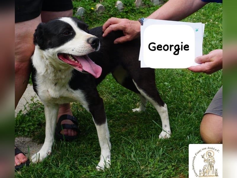 Georgie – Chaos im Herzen? Nein – nur pure Lebensfreude!