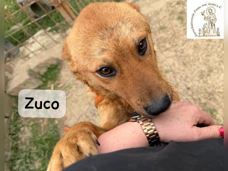 Zuco – jung, klug, charmant – und ziemlich bereit fürs Zuhause!