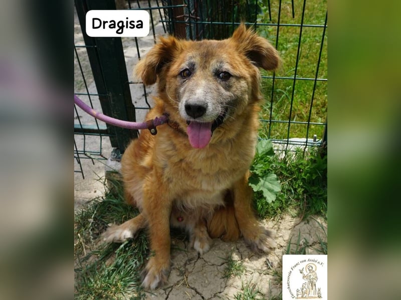 DRAGISA – sanftmütiger Oldie zum Verlieben