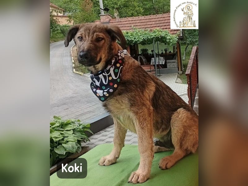 Koki – Wer Abenteuer sucht, sollte jetzt weiterlesen!