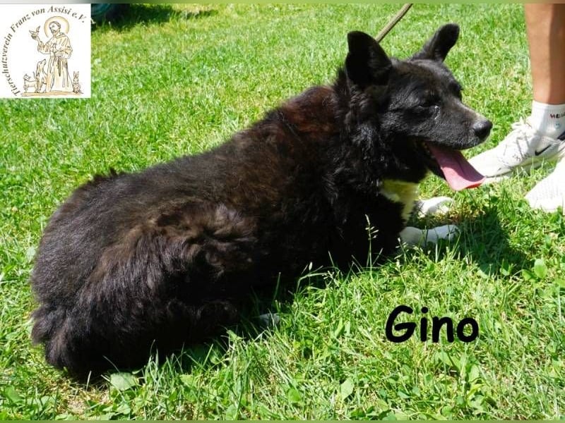 Gino – kleiner Hund, der zeigt, dass Liebe stärker ist als jede Narbe!