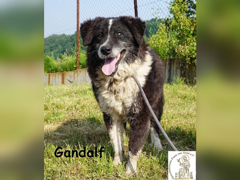Gandalf – unkomplizierter, freundlicher Gefährte