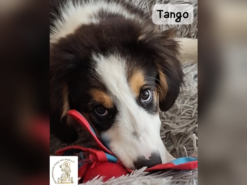 Tango – große Pfoten, großes Herz und viel Potenzial!