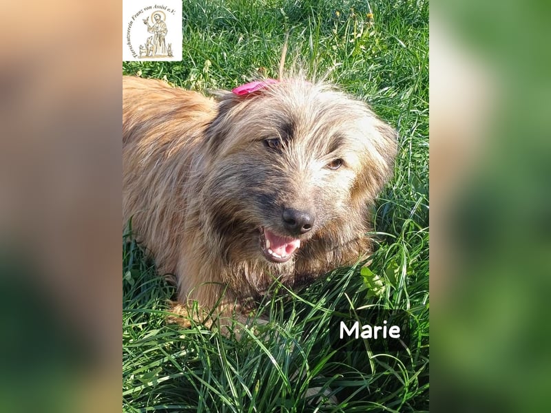 Marie – zu süß für diese Welt, aber kein bisschen aus Zucker!