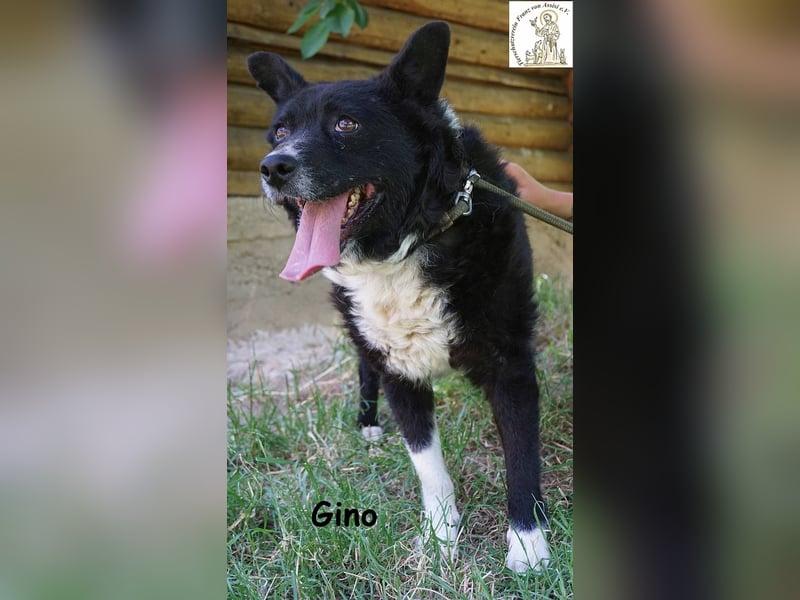 Gino – kleiner Hund, der zeigt, dass Liebe stärker ist als jede Narbe!