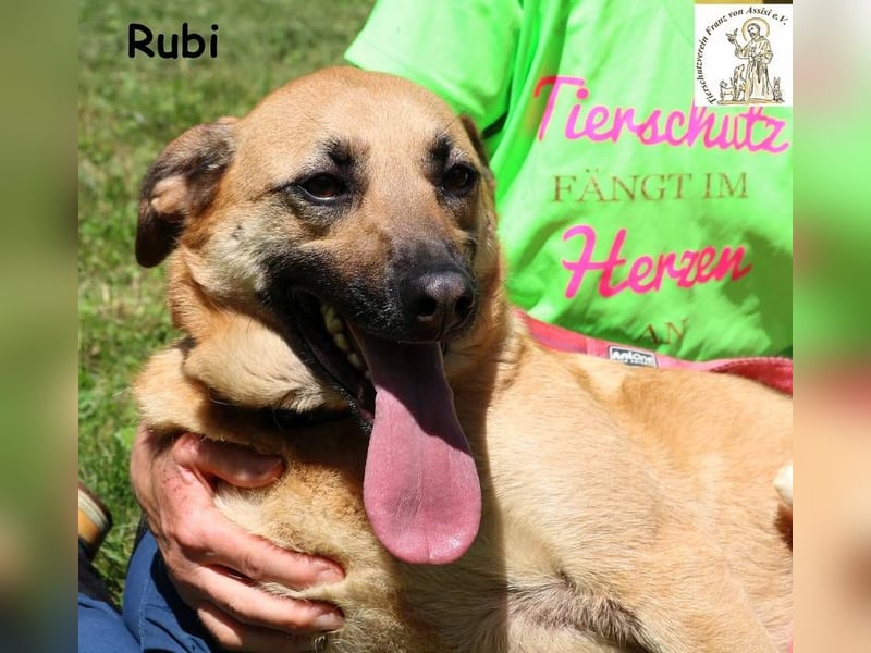 Rubi – vier Pfoten, ein Herz und jede Menge Abenteuerlust Rubi – vier Pfoten, ein Herz und jede Menge Abenteuerlust