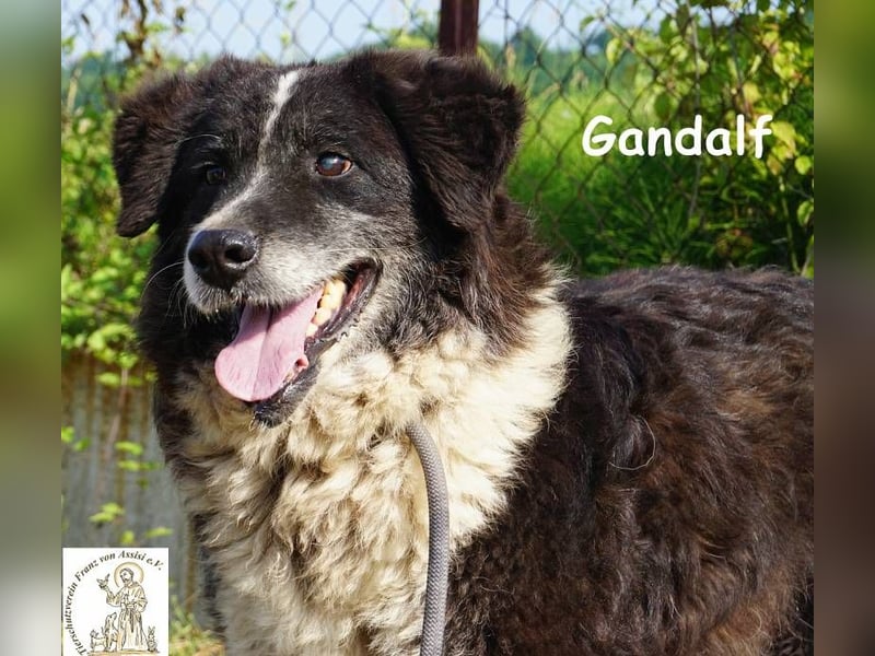 Gandalf – unkomplizierter, freundlicher Gefährte
