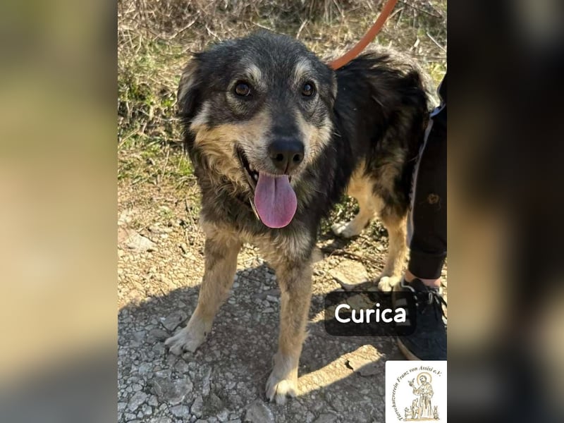 Curica – sucht Menschen, die ihr zeigen, wie sich Zuhause anfühlt!