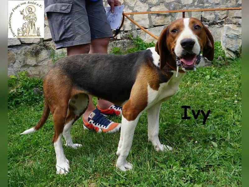 Ivy – bunte Pfotenpower und eine Mission: deine beste Freundin werden!