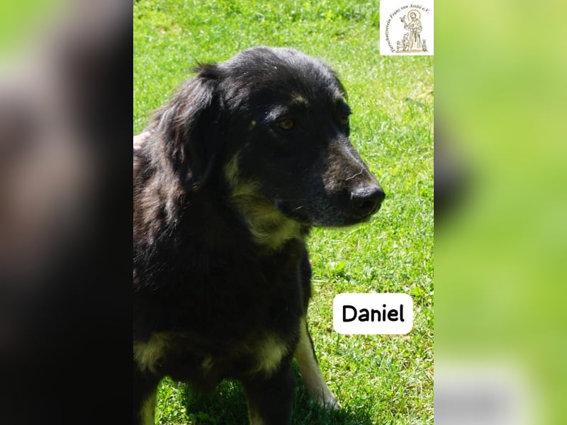Daniel – Elegant, charmant und tierisch motiviert!