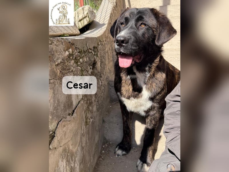 Cesar – ein großer Junge mit Honig im Herzen!