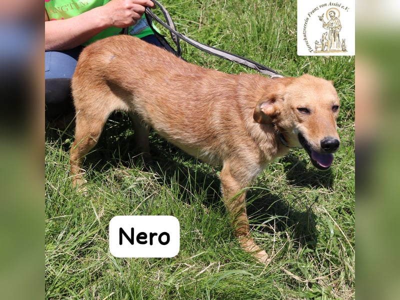 Nero – Klein genug zum Kuscheln, groß genug fürs Abenteuer! Nero – Klein genug zum Kuscheln, groß genug fürs Abenteuer!