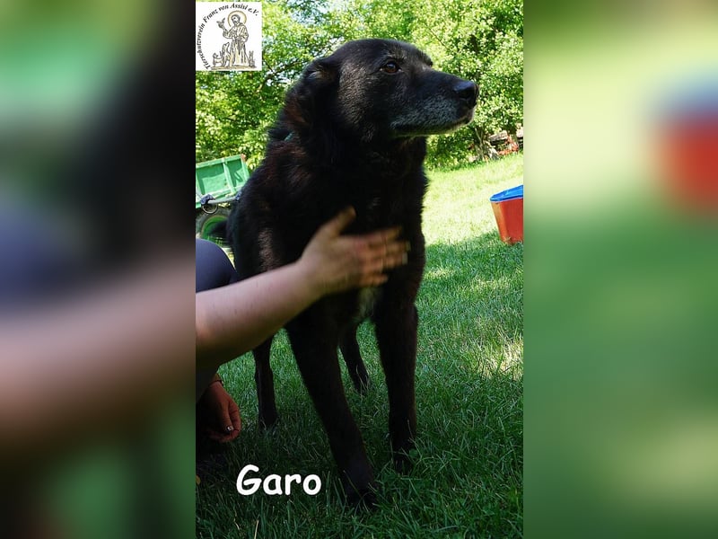 Garo – Manche Hunde begleiten dich durchs Leben. Garo verändert es!