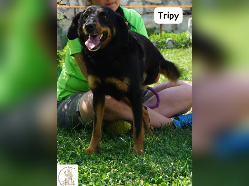 Tripy – Wer mit dem Herzen sieht, erkennt die Perfektion!