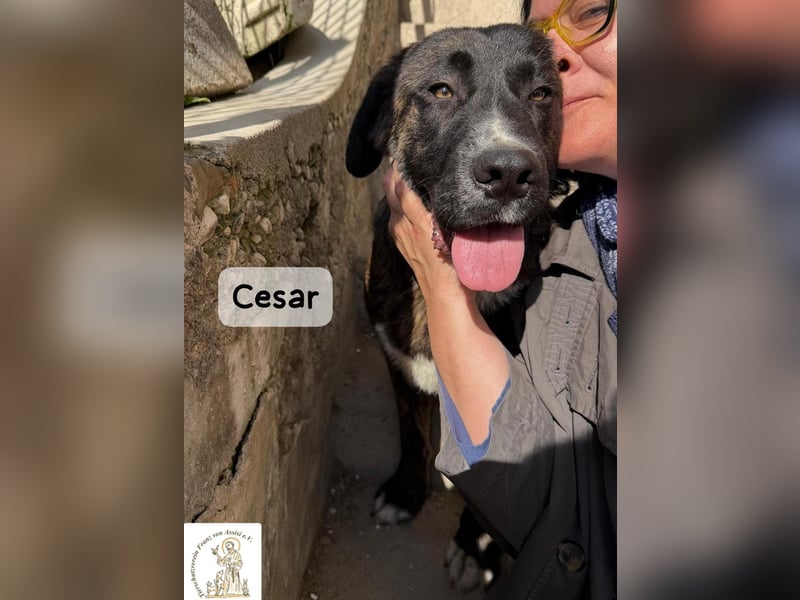 Cesar – ein großer Junge mit Honig im Herzen!