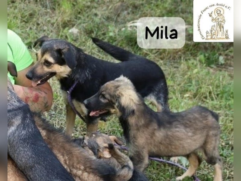 Mila – Heldinnen können auch manchmal ganz klein sein!