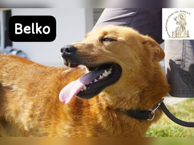 Belko – der Kumpel, auf den man gewartet hat!