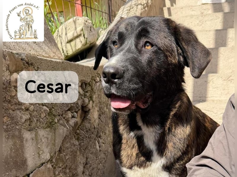 Cesar – ein großer Junge mit Honig im Herzen!