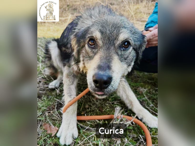 Curica – sucht Menschen, die ihr zeigen, wie sich Zuhause anfühlt!
