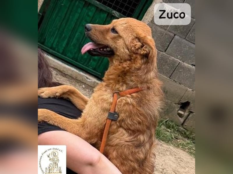Zuco – jung, klug, charmant – und ziemlich bereit fürs Zuhause!
