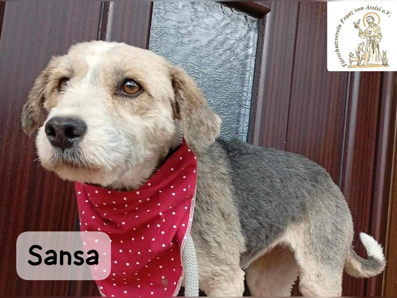 Sansa – der Neuanfang steht ihr einfach gut!