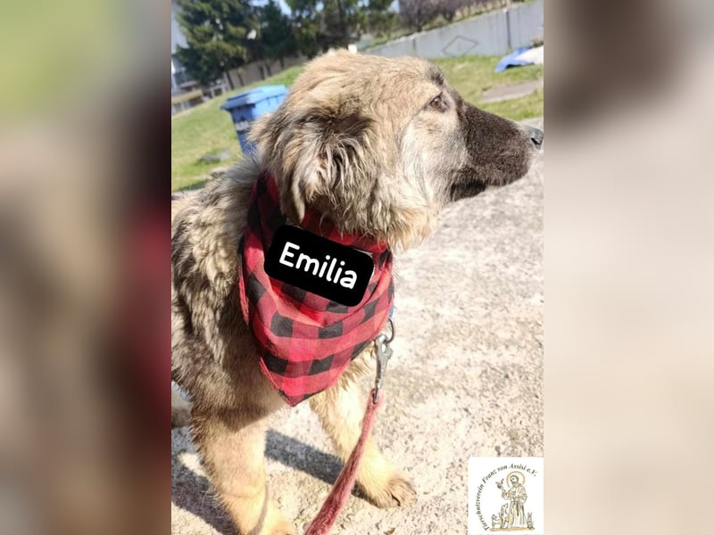 Emilia sucht das Kapitel, das „Zuhause“ heißt!
