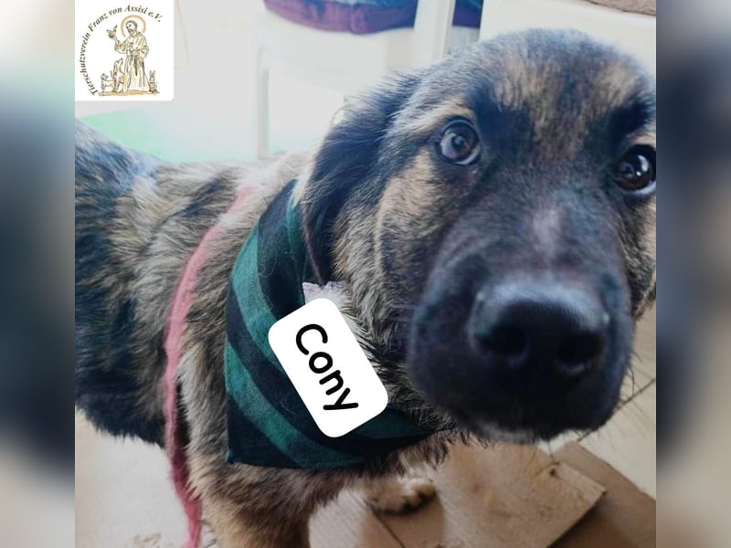 Cony – das Abenteuer beginnt hier!