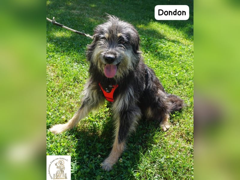 Dondon – ein Hund, der nicht laut sein muss, um besonders zu sein!