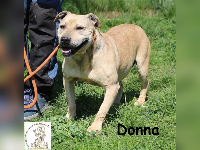 Donna - sanftes Wesen auf vier Beinen