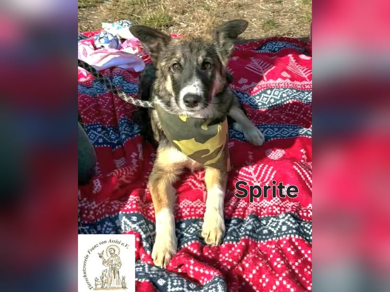 Sprite - spritzig, charmant und bereit für mehr!