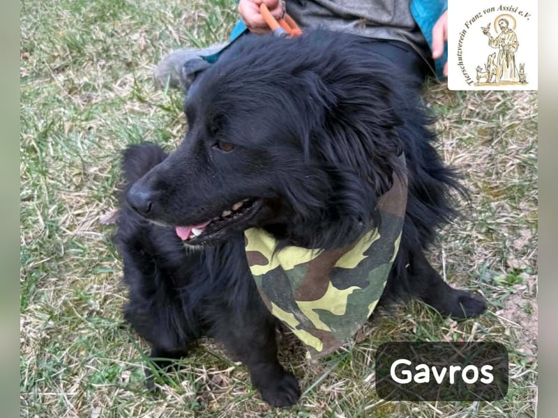 Gavros – einer, der das Leben erst noch richtig entdecken möchte!