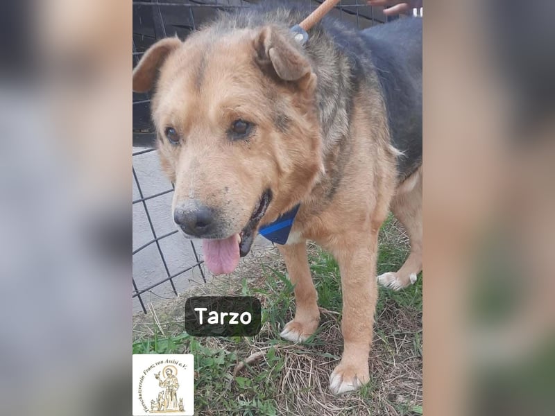 Tarzo – Ein Herz voller Jahre, das Ruhe verdient!