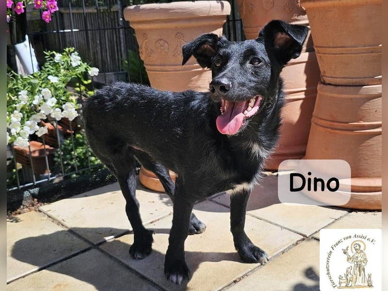 Dino – Wie wertvoll ein Leben ist!
