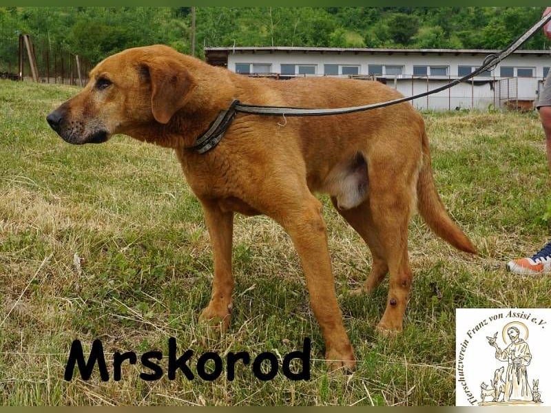 Mrskorod - Auf der Suche nach einer besseren Zukunft!