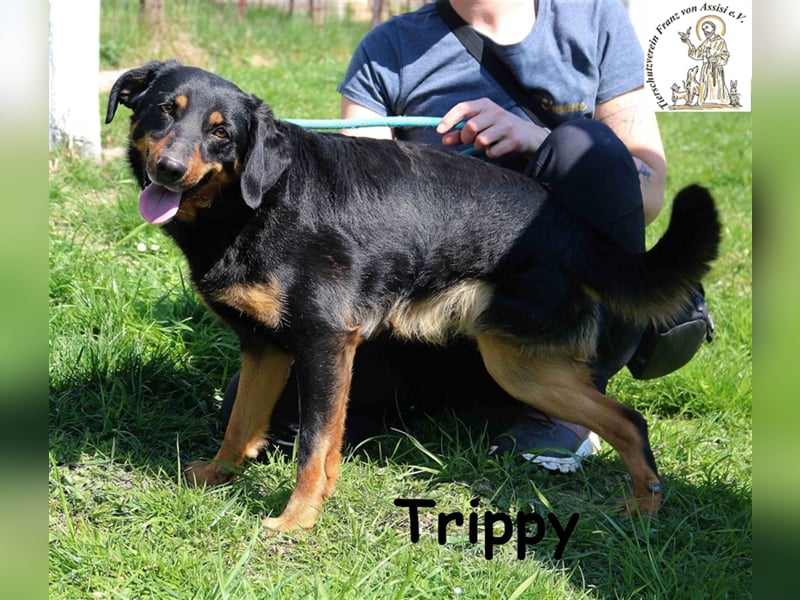 Trippy - entspanntes 3Bein sucht Zuhause