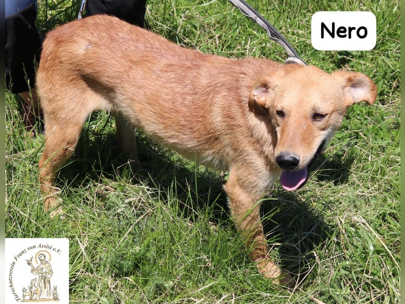 Nero – Klein genug zum Kuscheln, groß genug fürs Abenteuer! Nero – Klein genug zum Kuscheln, groß genug fürs Abenteuer!