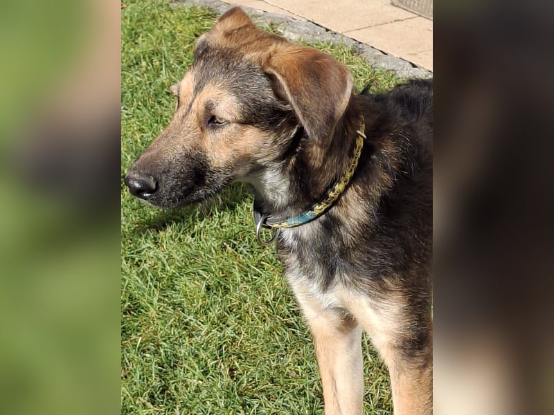 Simon – Jungspund sucht seine Familie