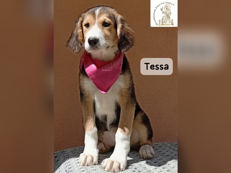 Tessa – manche Schätze findet man auf vier Pfoten!