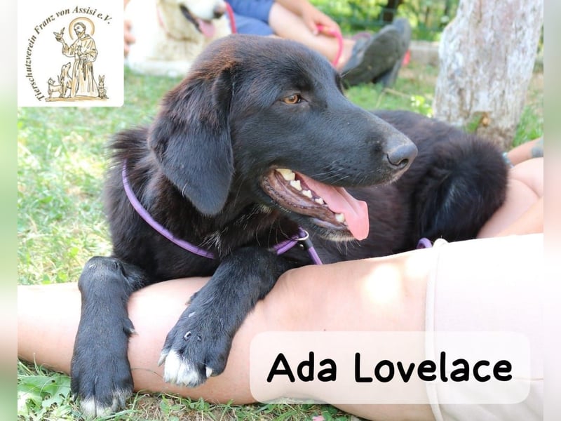 Ada Lovelace – sucht ihre Menschen für ein ganzes Hundeleben!