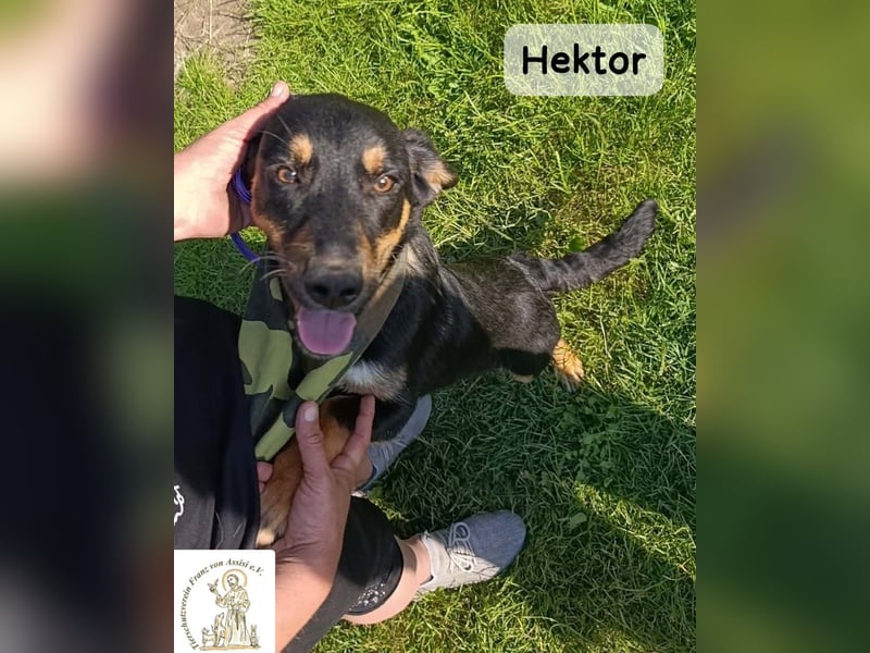 Hektor – mittendrin statt brav daneben!