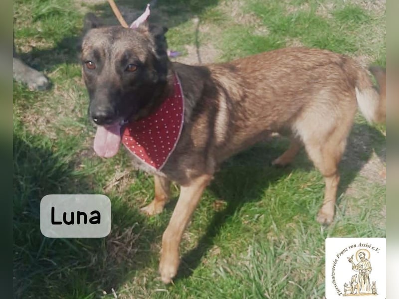 Luna – Köpfchen, Power und definitiv Pfeffer im Hintern!