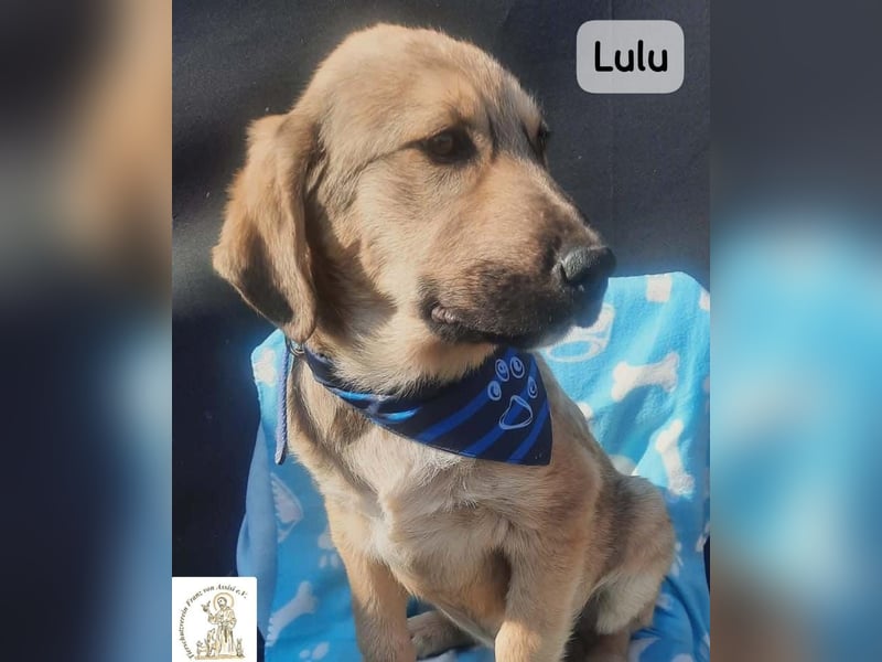 Lulu – kleiner Entdecker auf der Suche nach seinem Team!