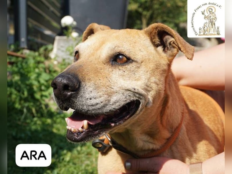 Ara – Narben vom Leben, doch ihre Seele blieb rein!
